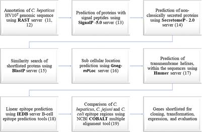 The use of filamentous hemagglutinin adhesin to detect immune responses to Campylobacter hepaticus infections in layer hens